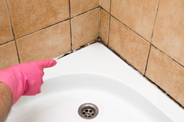 Professional Mold Remediation in Lodi, WI